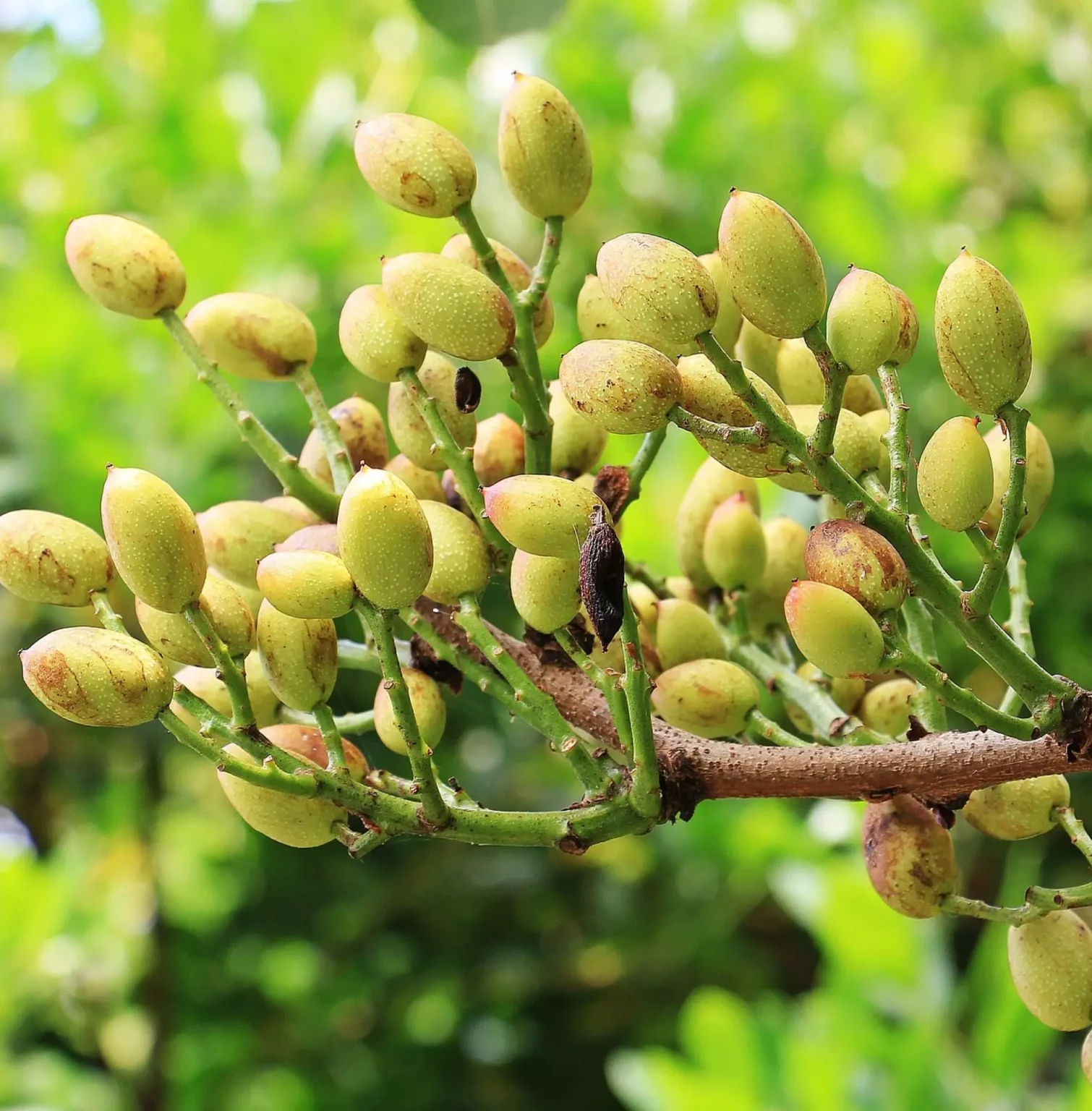 Come coltivare il pistacchio