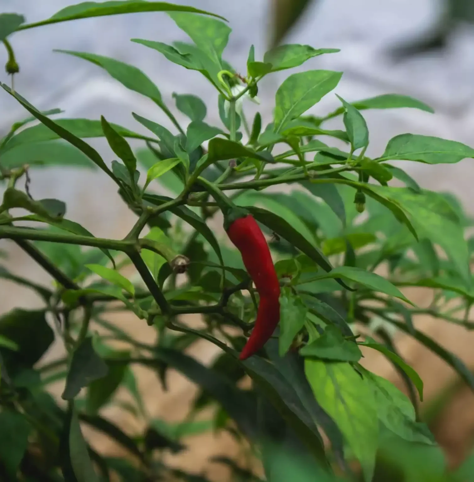 Quando si pianta il peperoncino