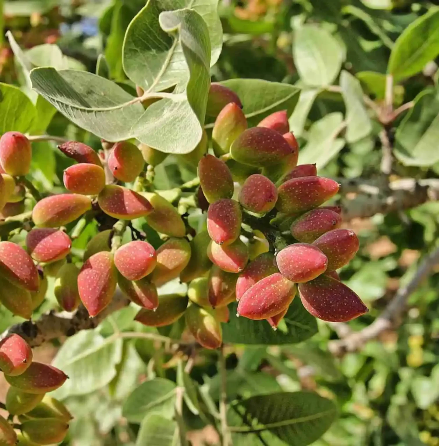 Quando si pianta il pistacchio