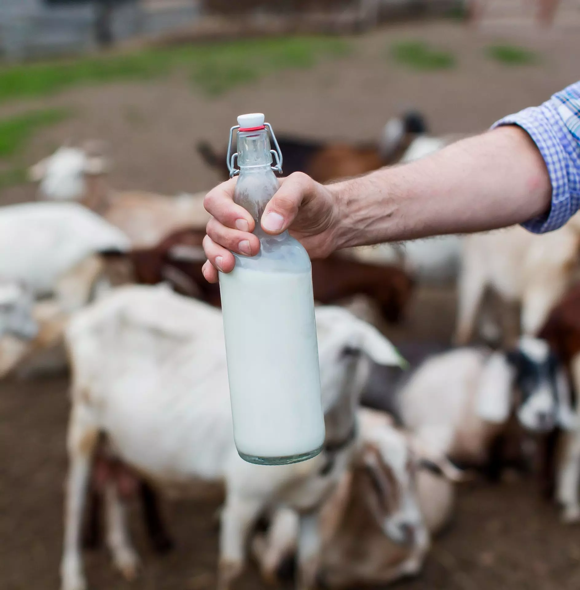 Come conservare il latte di capra