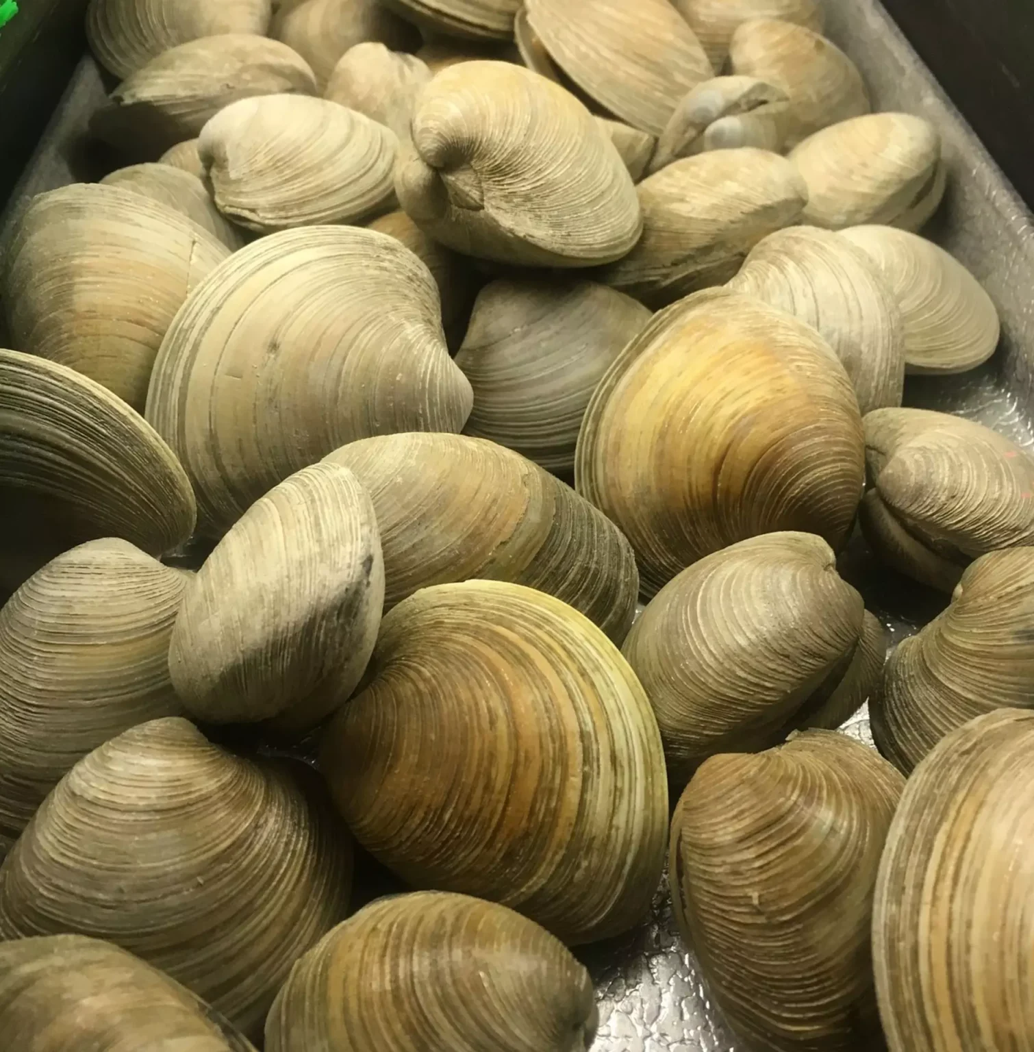 Come conservare le vongole