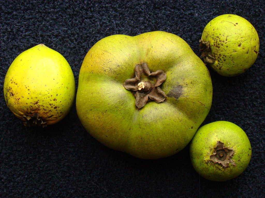 Il frutto tropiccale Blach Sapote