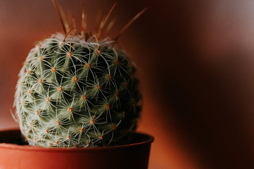 Una pianta di cactus