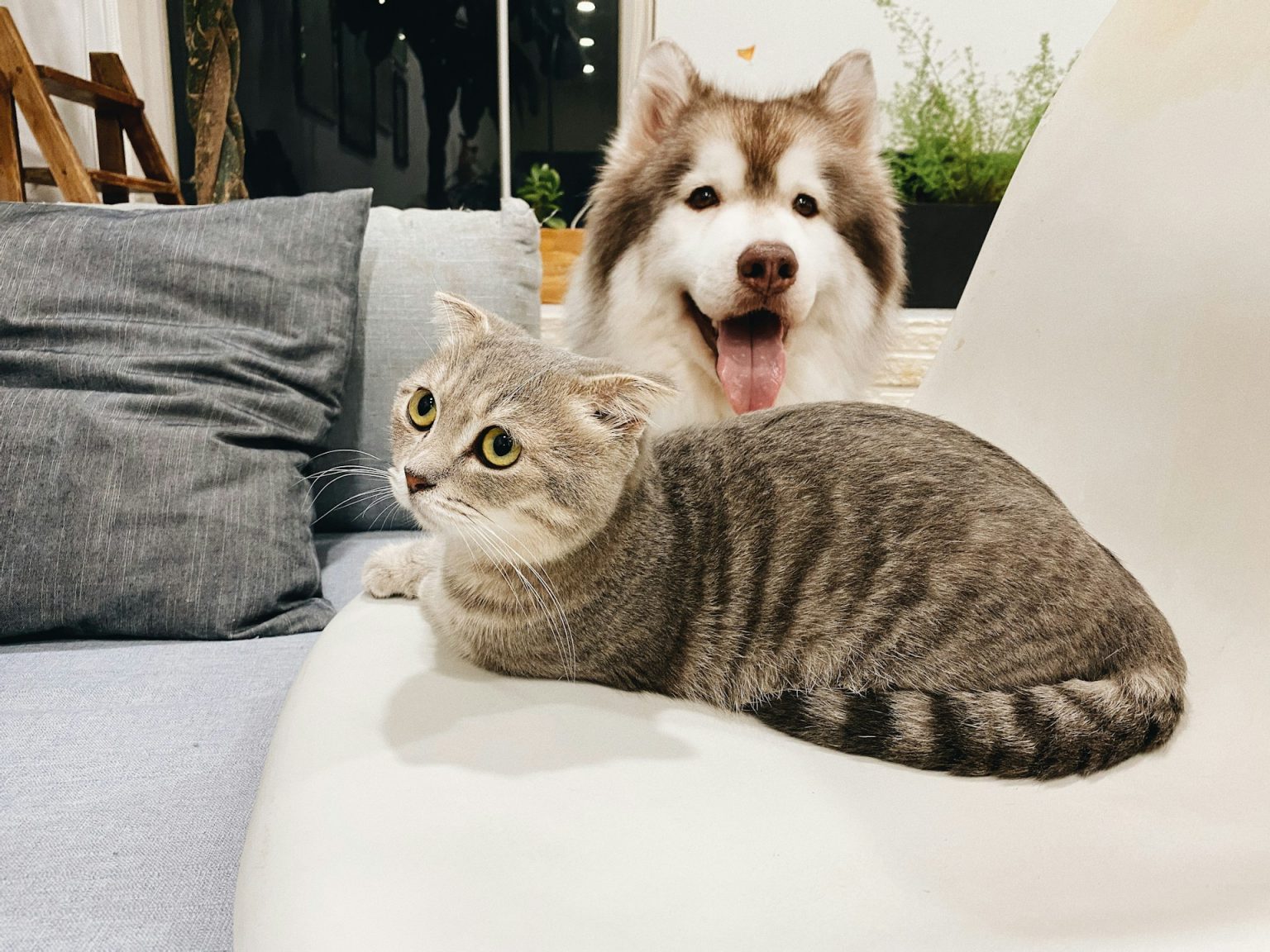 Un cane e un gatto sul divano di casa