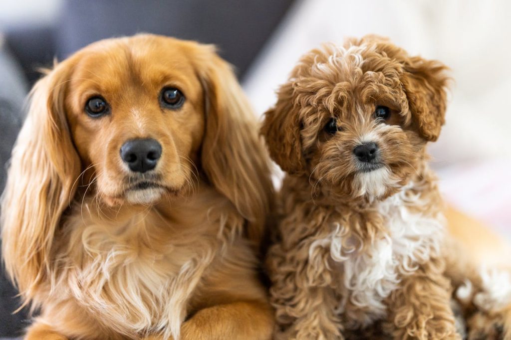 Due cani di piccola taglia marroni