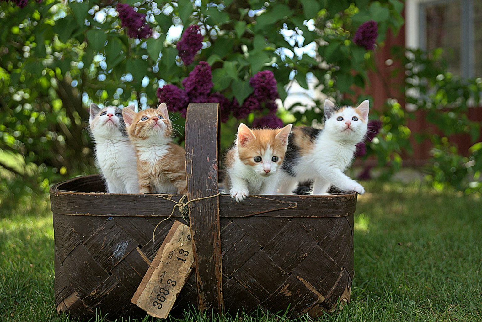 Un cesto di gattini