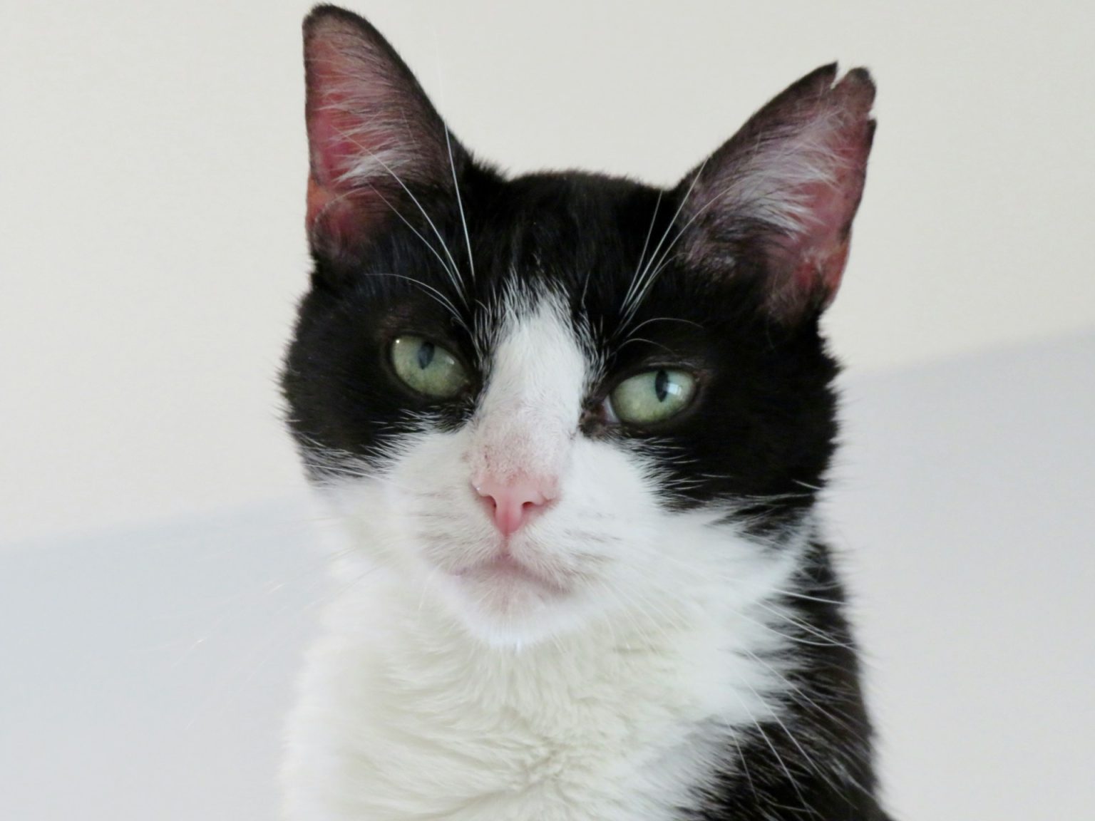 Gatto bianco e nero