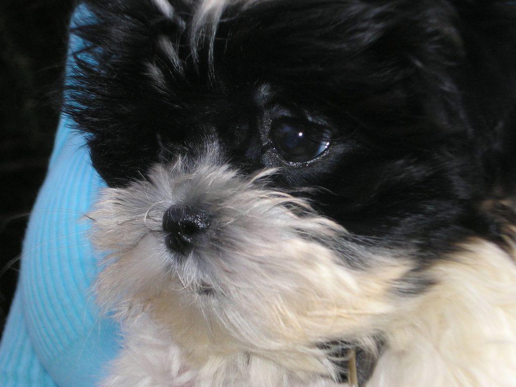 Cane di piccola taglia bianco e nero