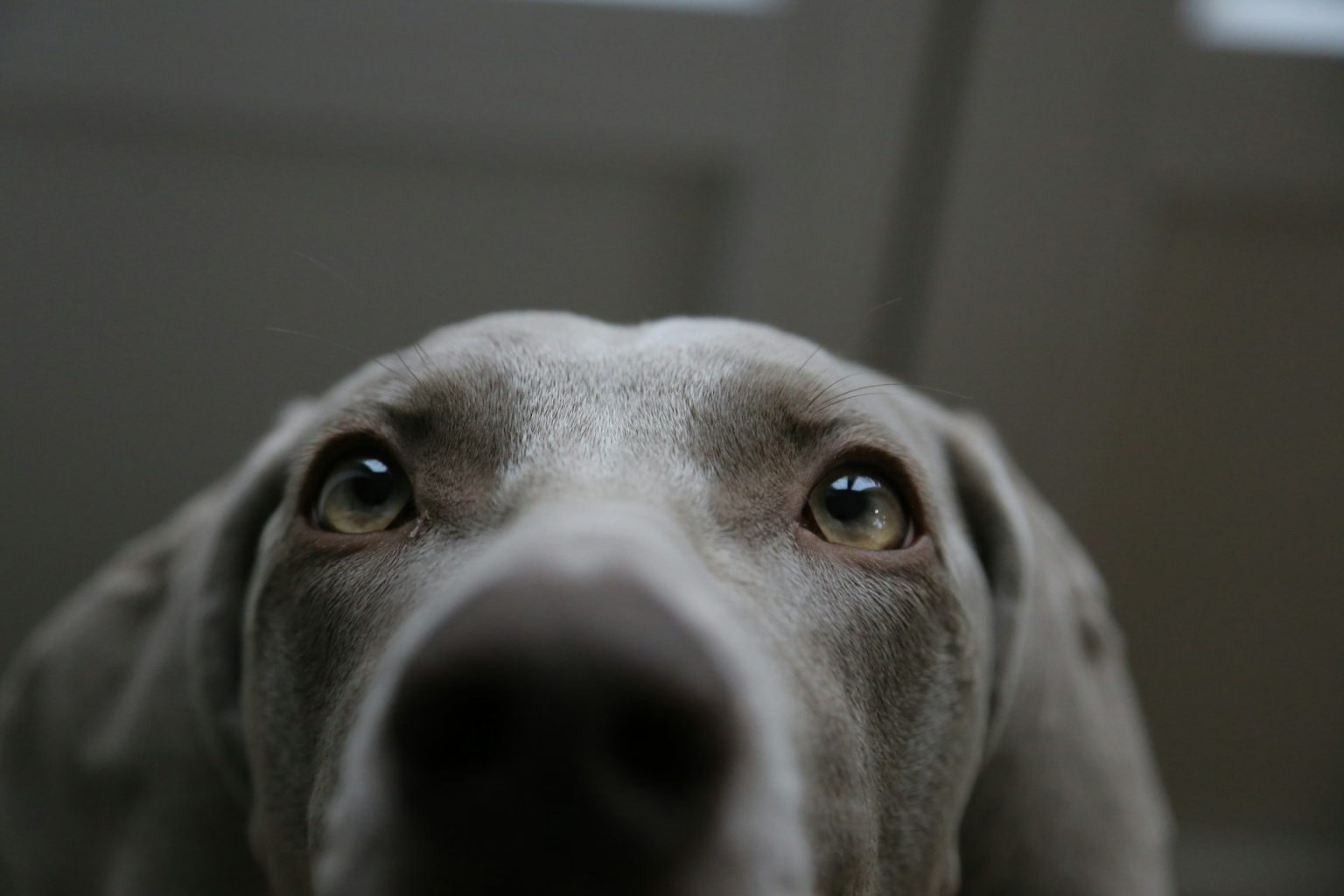 Che guarda in modo giudicante