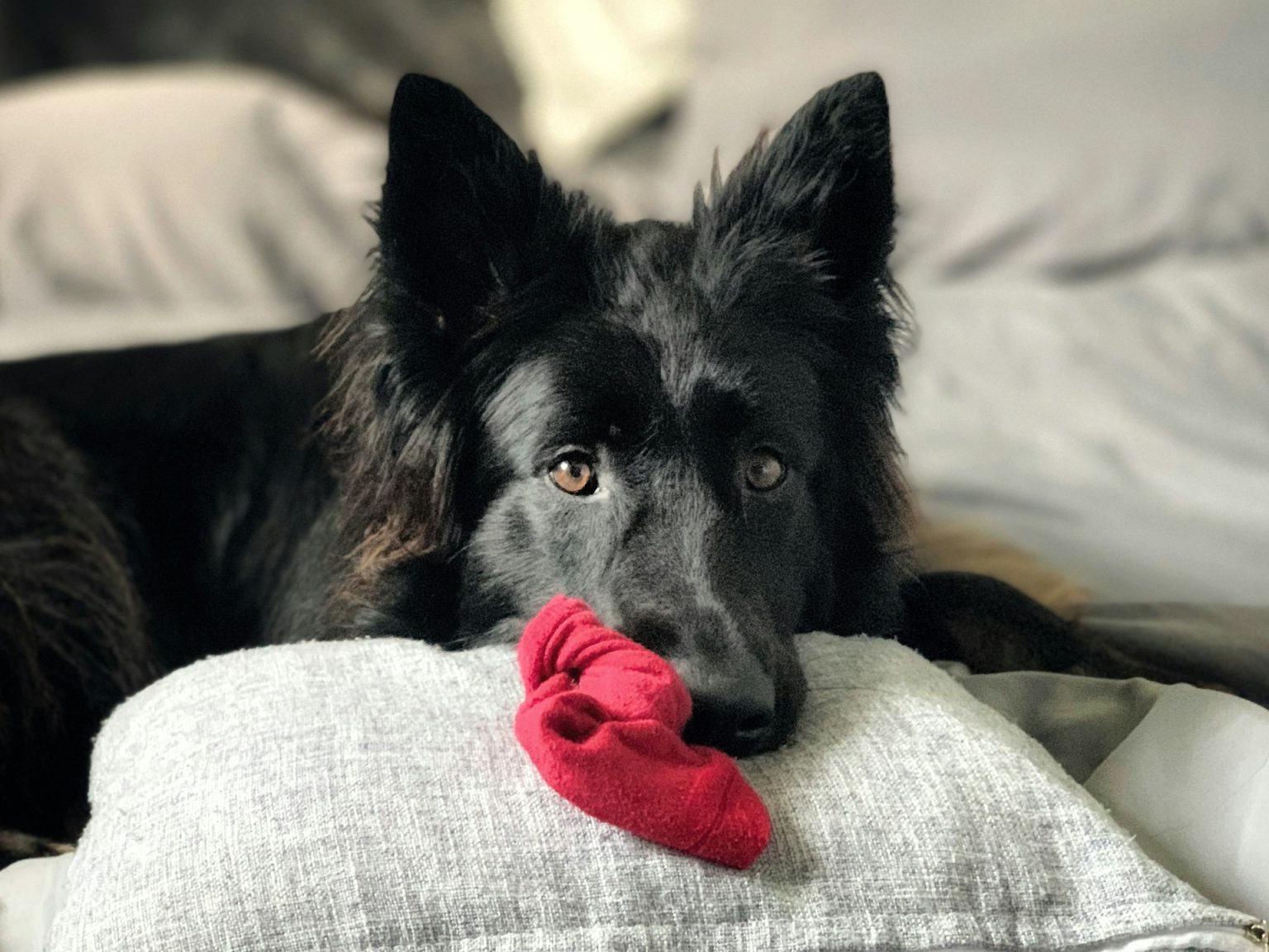 Cane con calzino rosso in bocca