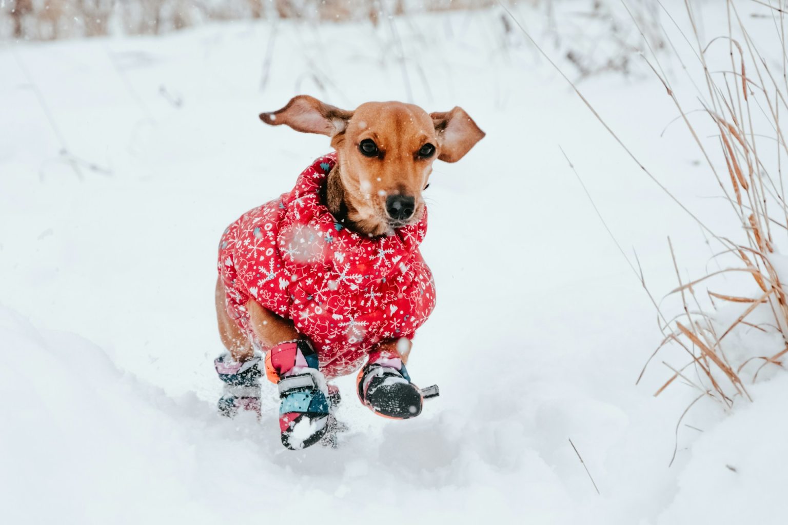 Un basspotto nella neve con cappotto e scarpette