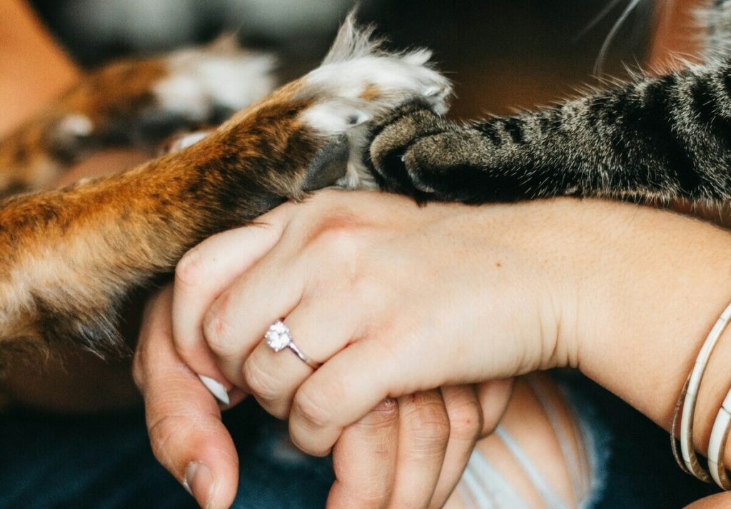 La zampa di un cane, un gatto e la mano di una persona uniti insieme