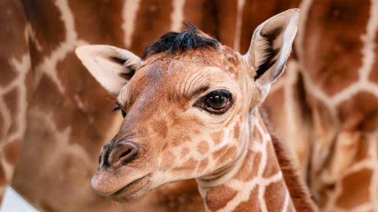 Eugine, la baby giraffa nata nello zoo di Toledo