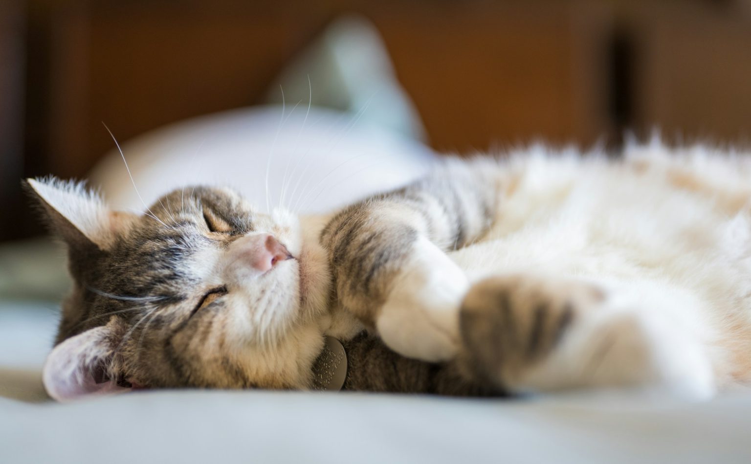 Gatto che dorme