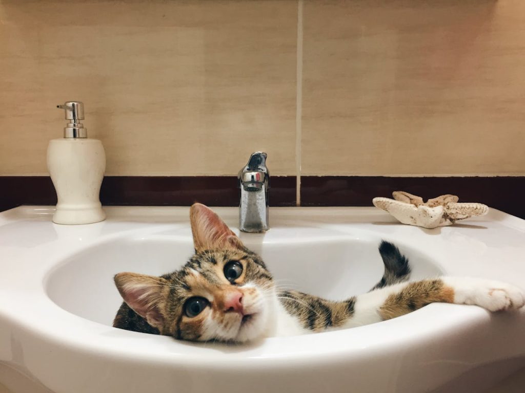 Gatto nel lavandino