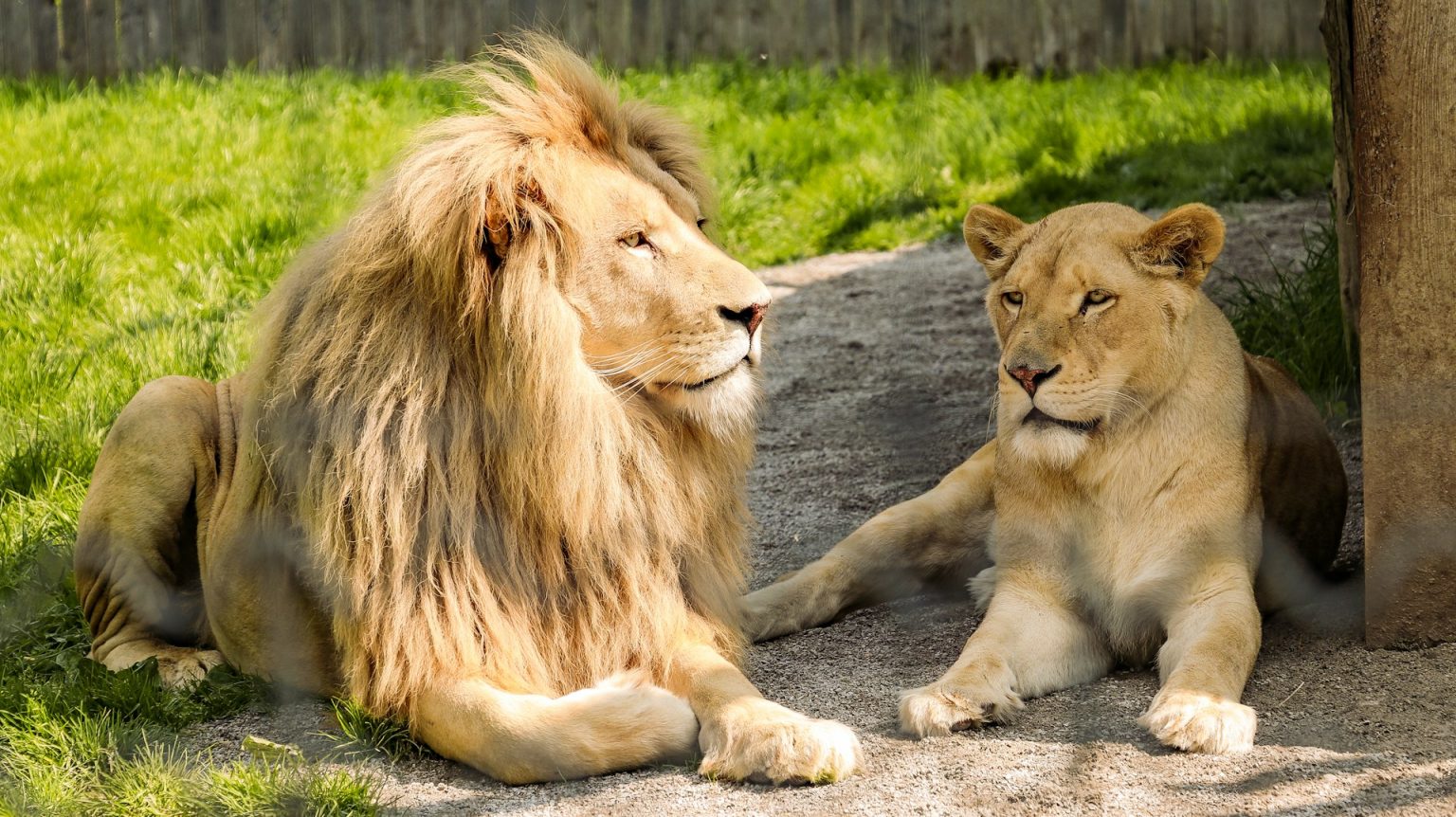 Leone e leonessa