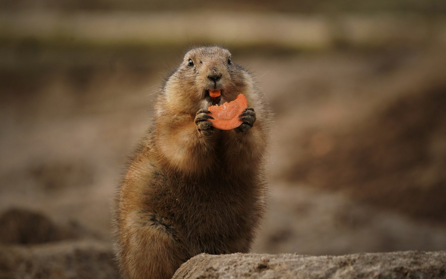 Marmotta con carote