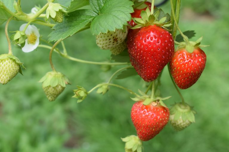 La pianta delle fragole