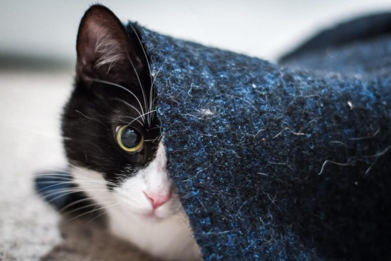 Gatto bianco e nero.