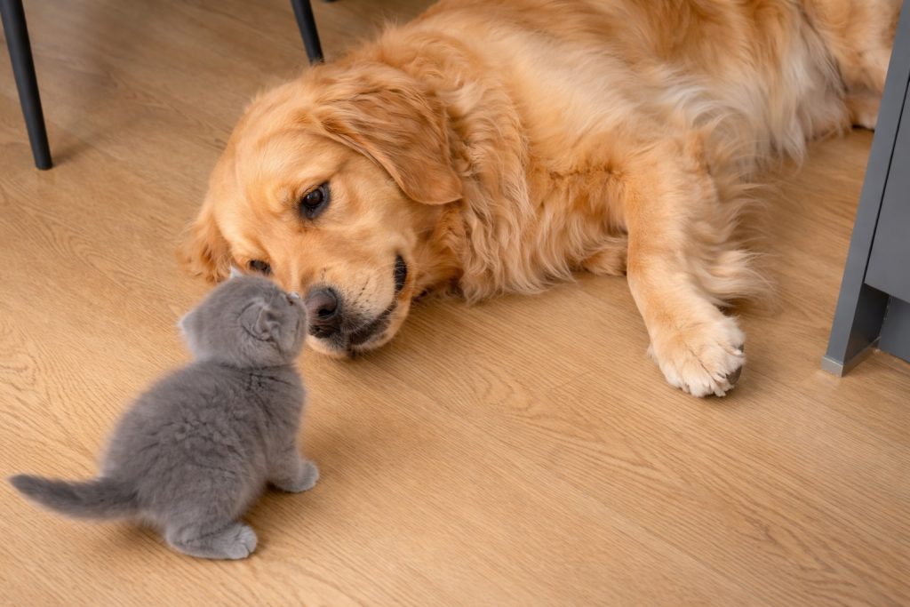 Un golden retriver e un gattino (fonte: Comeconservare)