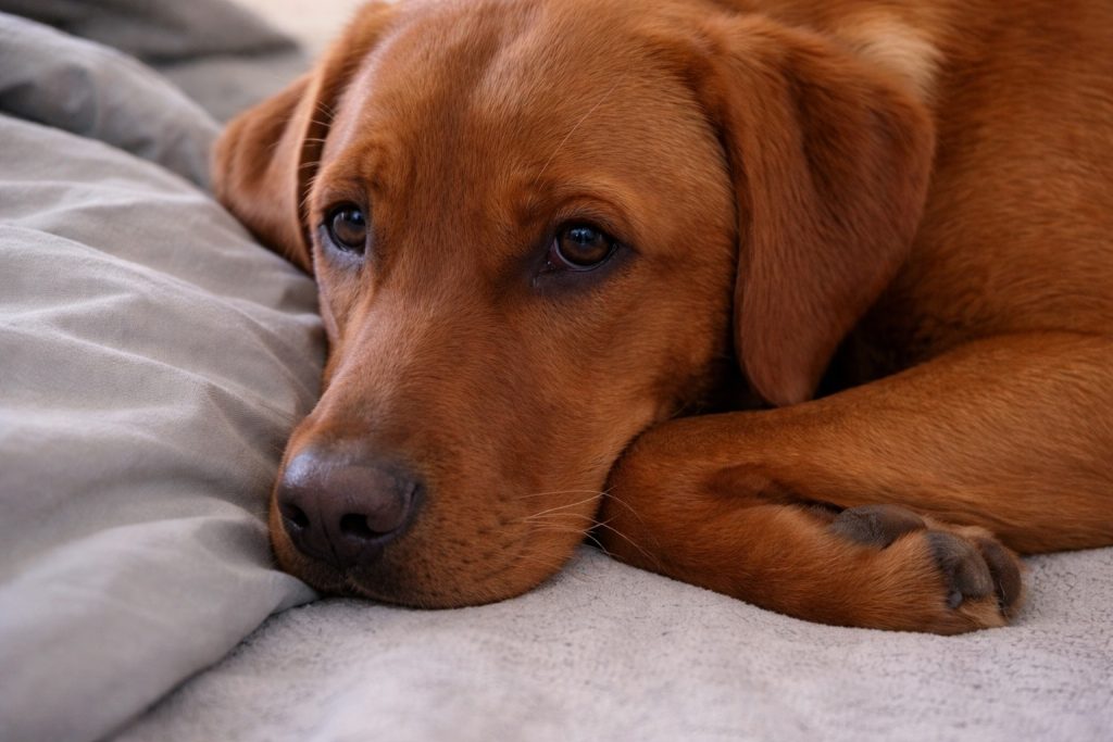 Un labrador retriver (fonte: Comeconservare.it)