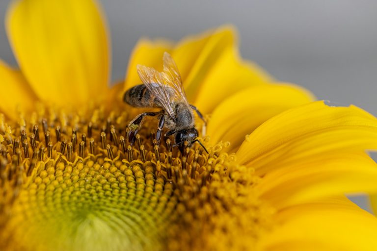 Ape su girasole
