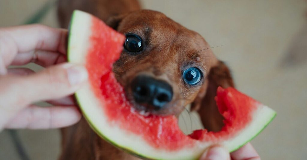 Cane che mangia il cocomero