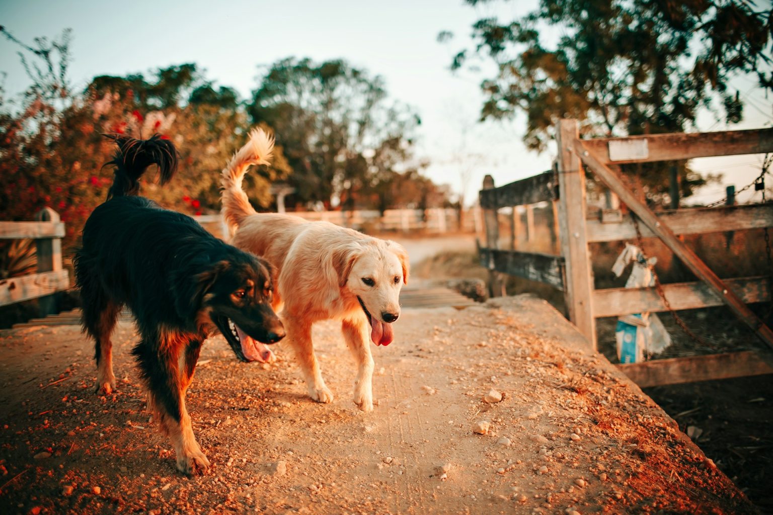 Cani che camminano insieme