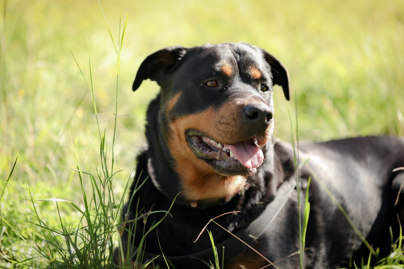 Un Rottweiler (fonte: FreePik)