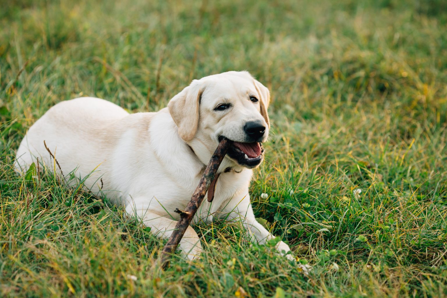 Un labrador (fonte: FreePik)