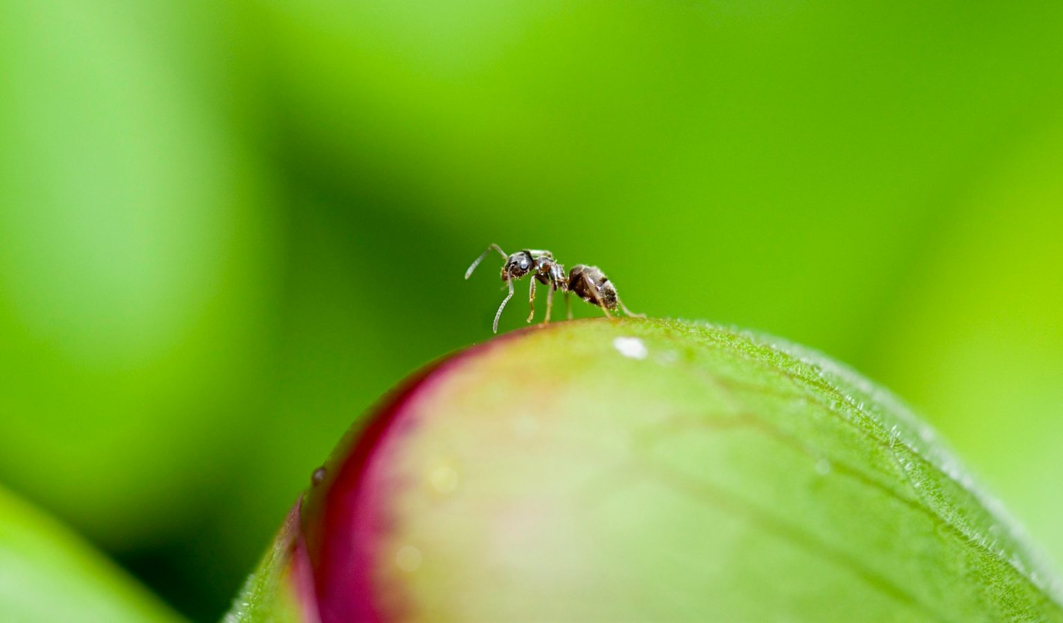 Una formica su una foglia