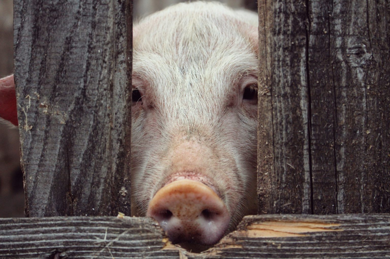 Maialino - Fonte: Unsplash