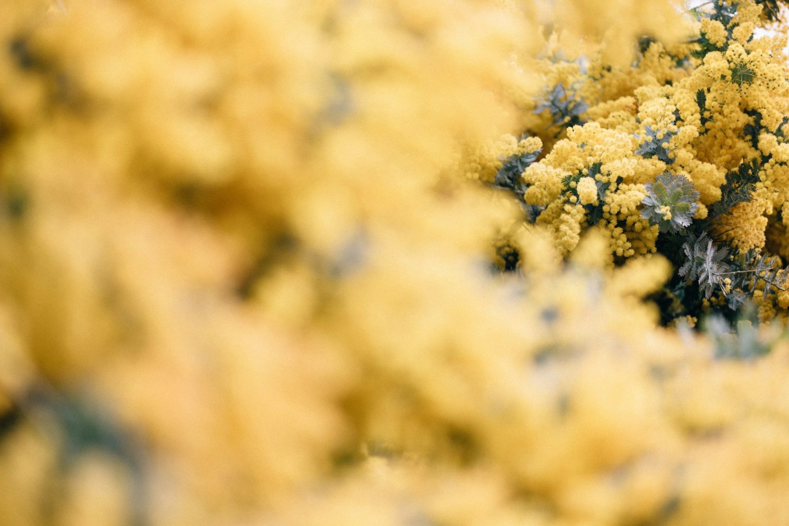 La mimosa